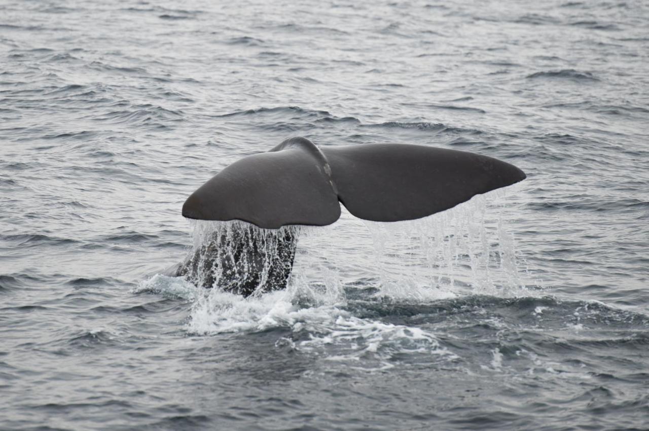 Apt 101 - Andenes Whale Safari Apartments 외부 사진
